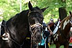 GALLOPNYC-5-22-2022-4210-DDeRosaPhoto