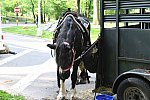 GALLOPNYC-5-22-2022-9384-DDeRosaPhoto