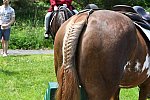 GALLOPNYC-5-22-2022-9605-DDeRosaPhoto
