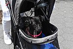 GALLOPNYC-5-22-2022-9618-DDeRosaPhoto