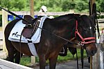 GallopNYC Sunrise-Farm-06-26-22-0905-DDeRosaPhoto