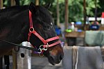 GallopNYC Sunrise-Farm-06-26-22-0907-DDeRosaPhoto