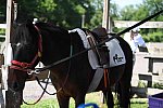 GallopNYC Sunrise-Farm-06-26-22-0908-DDeRosaPhoto