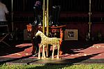 HC-10-29-10_0427-DDeRosaPhoto.jpg