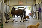 HHB2-10-13-12-0508-DDeRosaPhoto