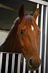 Candids-Horses