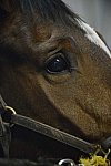 HHB1-10-13-12-9246-EauDeVie-DDeRosaPhoto
