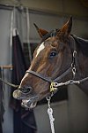 HHB1-10-13-12-9288-EauDeVie-DDeRosaPhoto
