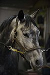 HHB2-10-14-12-1036-DDeRosaPhoto