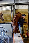 HHB-DressageFinals-11-7-13-0434-DDeRosaPhoto