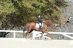 HHB-DressageFinals-11-8-13-0529-DDeRosaPhoto