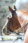 HHB-DressageFinals-11-8-13-0687-DDeRosaPhoto