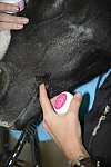 HHB2-10-16-12-2762-DDeRosaPhoto