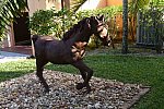 Hippocrates-3-12-17-6317-DDeRosaPhoto