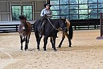MUSTANG-10-11-21-5434-DDeRosaPhoto