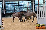 MUSTANG-10-11-21-5461-DDeRosaPhoto