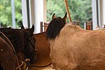 MUSTANG-10-11-21-5468-DDeRosaPhoto
