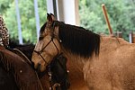 MUSTANG-10-11-21-5472-DDeRosaPhoto