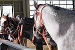 MUSTANG-10-12-21-5579-DDeRosaPhoto