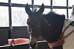 MUSTANG-10-12-21-5585-DDeRosaPhoto