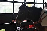 MUSTANG-10-12-21-5586-DDeRosaPhoto