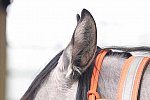 MUSTANG-10-12-21-5591-DDeRosaPhoto