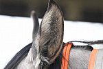 MUSTANG-10-12-21-5592-DDeRosaPhoto