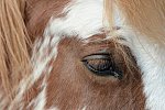 MUSTANG-HANNAH DEMO-10-15-21-3035-DDeRosaPhoto