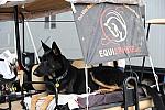 0672-NAJYRC-7-25-09-Dogs-DDeRosaPhoto.jpg