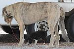 0704-NAJYRC-7-26-09-Dogs-DDeRosaPhoto.jpg