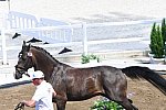 OLY-2020-DRESSAGE-JOG-7-24-21-0753-105-THEURER V MAX-ABEGGLEN NRW-AUT-DDEROSAPHOTO