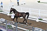 OLY-2020-DRESSAGE-JOG-7-24-21-0754-105-THEURER V MAX-ABEGGLEN NRW-AUT-DDEROSAPHOTO