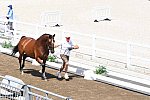 OLY-2020-DRESSAGE-JOG-7-24-21-0756-106-C SCHUMACH C-TE QUIERO SF-AUT-DDEROSAPHOTO