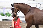 OLY-2020-DRESSAGE-JOG-7-24-21-0853118-CATHRINE DUFOUR-BOHEMIAN-DEN-DDEROSAPHOTO