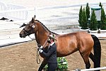 OLY-2020-DRESSAGE-JOG-7-24-21-0888-122-LOSIS DE MUNIZ Y-AQUAMARIJN-DOM-DDEROSAPHOTO