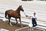 OLY-2020-DRESSAGE-JOG-7-24-21-0948-129-ALEXANDRA AYACHE-ZQ WHAT-FRA-DDEROSAPHOTO