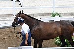 OLY-2020-DRESSAGE-JOG-7-24-21-0984-132-ISABELLA PINTO-HOT CHOCOLAT VD-KWAPLAS-FRA-DDEROSAPHOTO