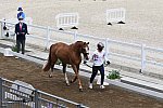 OLY-2020-DRESSAGE-JOG-7-24-21-0989-133-CHARLOTTE DUJARDIN-GIO-GBR-DDEROSAPHOTO