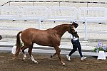 OLY-2020-DRESSAGE-JOG-7-24-21-0992-133-CHARLOTTE DUJARDIN-GIO-GBR-DDEROSAPHOTO