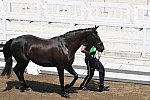 OLY-2020-DRESSAGE-JOG-7-24-21-1076-142-FRANCESCO ZAZA-WISPERING ROMANCE-ITA-DDEROSAPHOTO