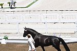 OLY-2020-DRESSAGE-JOG-7-24-21-1199-151-EDWARD GAL-TOTAL US-NED-DDEROSAPHOTO