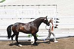 OLY-2020-DRESSAGE-JOG-7-24-21-1230-154-DINGE VAN LIERE-HAUTE COUTURE-NED-DDEROSAPHOTO