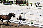 OLY-2020-DRESSAGE-JOG-7-24-21-1240-155-MARIA CAETANO-FENIX DE TINEO-POR-DDEROSAPHOTO