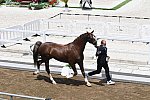 OLY-2020-DRESSAGE-JOG-7-24-21-1335-162-MARIA SHUVALOVA-FAMOUS CROSS-ROC-DDEROSAPHOTO