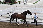 OLY-2020-DRESSAGE-JOG-7-24-21-1390-169-JULIETTE RAMEL-BURIEL K.H-SWE-DDEROSAPHOTO