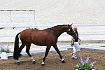 OLY-2020-DRESSAGE-JOG-7-24-21-1453-172-STEFFEN PETERS-SUPPERKASPER-USA-DDEROSAPHOTO