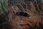 PCLI-11-7-09-146-Culinary-Aquarium-DDeRosaPhoto.jpg