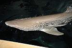 PCLI-11-7-09-160-Culinary-Aquarium-DDeRosaPhoto.jpg