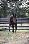 SharkGesture-7-19-10-1173-DSC_0079-DDeRosaPhoto.jpg