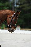 So8ths-5-4-12-Dressage-0874-KelseyBriggs-TheItalianJob-DDeRosaPhoto